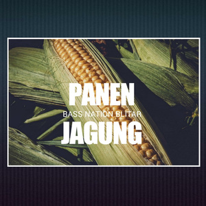 Panen Jagung