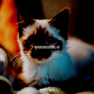 有趣可爱猫咪情怀