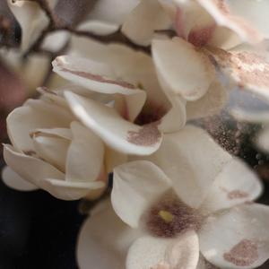 今天是想安达与岛村发作最严重的一次