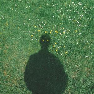 Dandelions