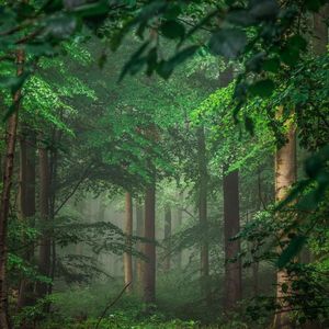 gimme gimme -小提琴版