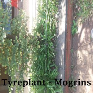 Mogrins