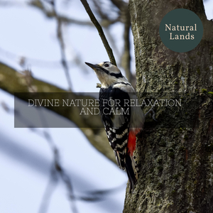 World of Shores Birds