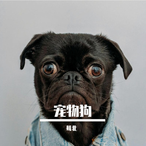 宠物狗
