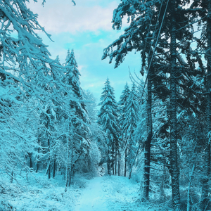 The Sound of Snow