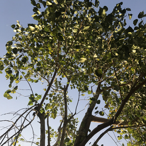 秋意浓（翻自 沙宝亮）