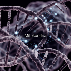 Mitokondria