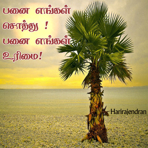 பனை எங்கள் சொத்து ! பனை எங்கள் உரிமை!