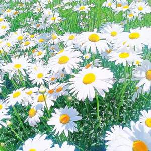 H.M.G (prod.aura+1juanraa+haze)