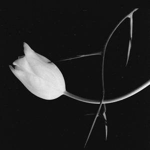 no stingsノー・ソン・プヤス