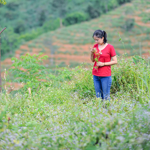 Hoa Bang Lang (Beat)