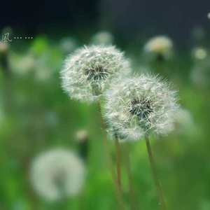 寂寞的歌(1) 伴奏