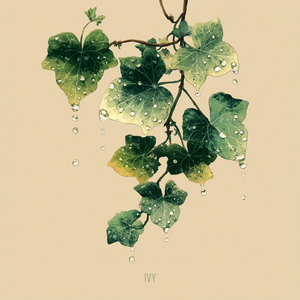 Ivy