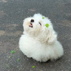 Aala Shanak (Sped Up)