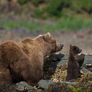 熊语森林之声(7)