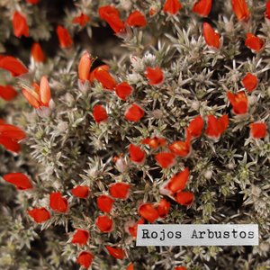Rojos Arbustos