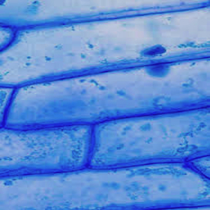 Osmosis (Original Mix)