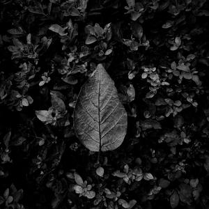 蓝桦树下的影子