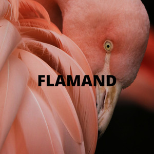 Flamand