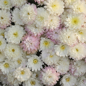 Um momento romântico