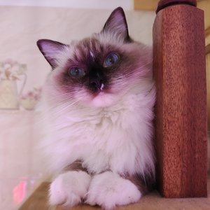 我的猫(靓靓仔)