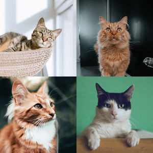 诗意的可爱猫咪节奏