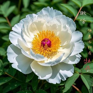 瞅啥 快来洛阳看牡丹