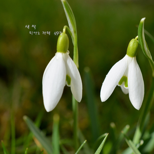 자연의 신비를 함께 느끼며 명상을 위한 힐링 피아노 음악 - 새싹