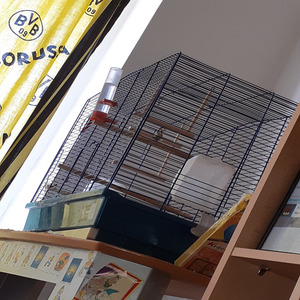 15.07.23: Ruhe im Frieden Mein Wellensittich Jasper