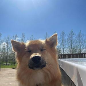 ADHD farinn í hundana