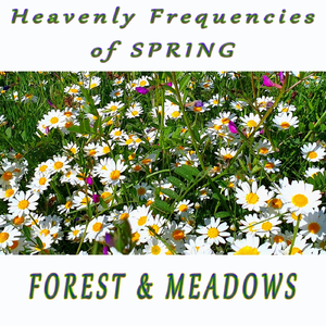 Healing Spring Sounds on a Sunny Morning in the Poppies Fields