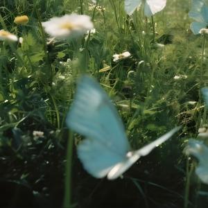 时梦（八音盒纯音乐bgm）