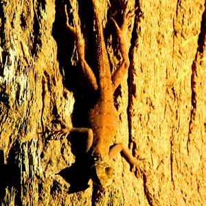 Hard Travelin' (reprise)