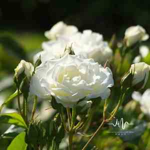 无关风月 (冥想空灵声)