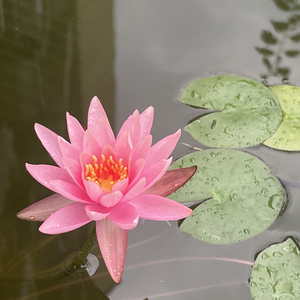 阴阳师-兵俑-风林火山.wav