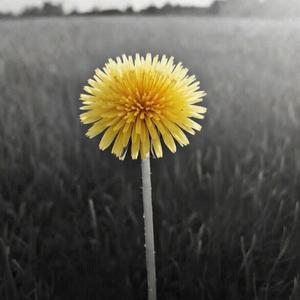 She Will Be Loved (feat. Algorythm)