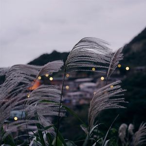 风的舞步（纯音乐）