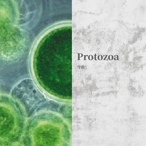 protozoa