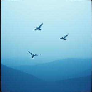 Holubice letí by @whimsicalechos3408