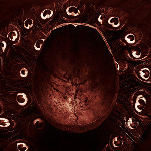 Ivory Artery