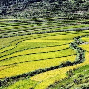 故乡记忆深情梦