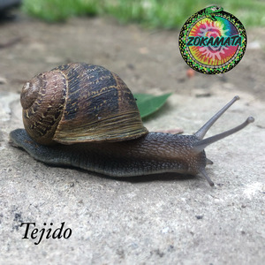 Tejido