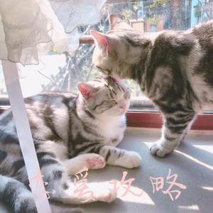 铁憨憨的不正经恋爱攻略