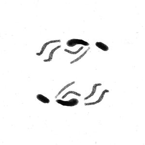 Enrodilhado