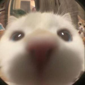 风暴中心的静谧岛屿