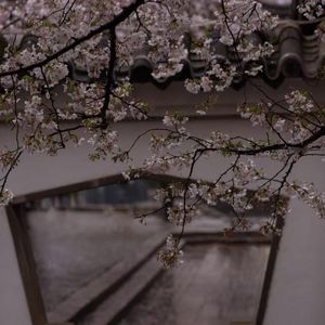 爱意如山樱般绽放