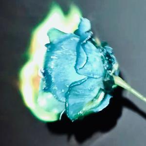 我将玫瑰点燃，但浪漫判我无罪