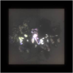 Solanum Song
