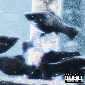 黑色热带鱼（Prod.cap-12）