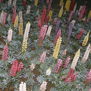 Parka (Album Version)